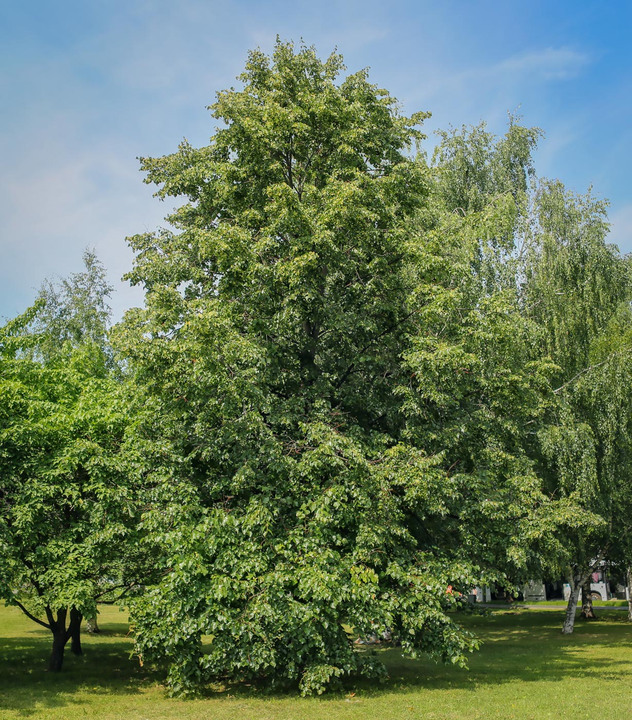 Image of Tilia platyphyllos specimen.