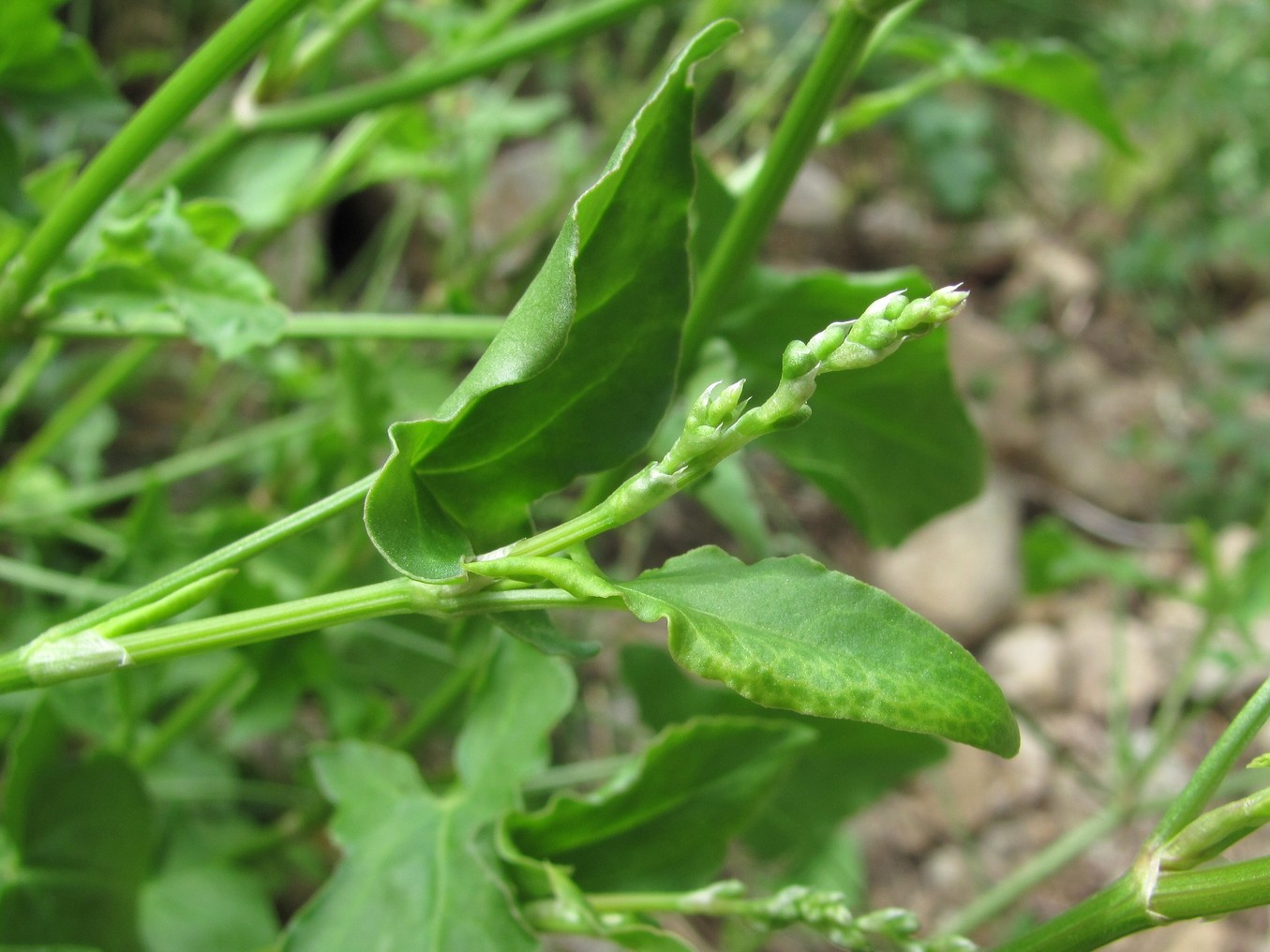 Изображение особи Rumex hastifolius.