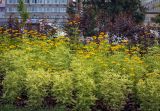 Heliopsis helianthoides. Цветущие растения (пестролистная форма). Пермский край, г. Пермь, Ленинский р-н, эспланада, клумба. 24.07.2020.