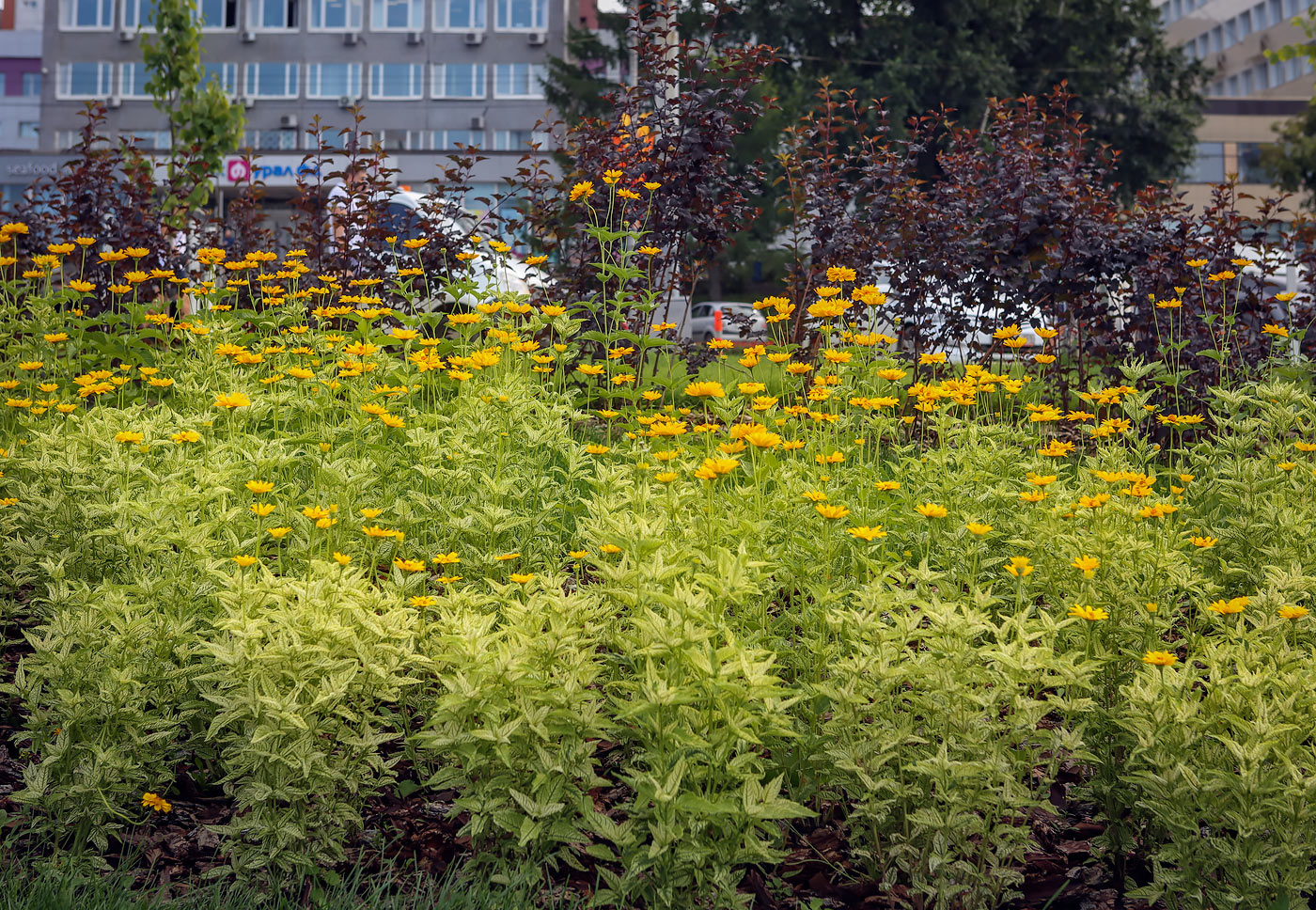 Изображение особи Heliopsis helianthoides.