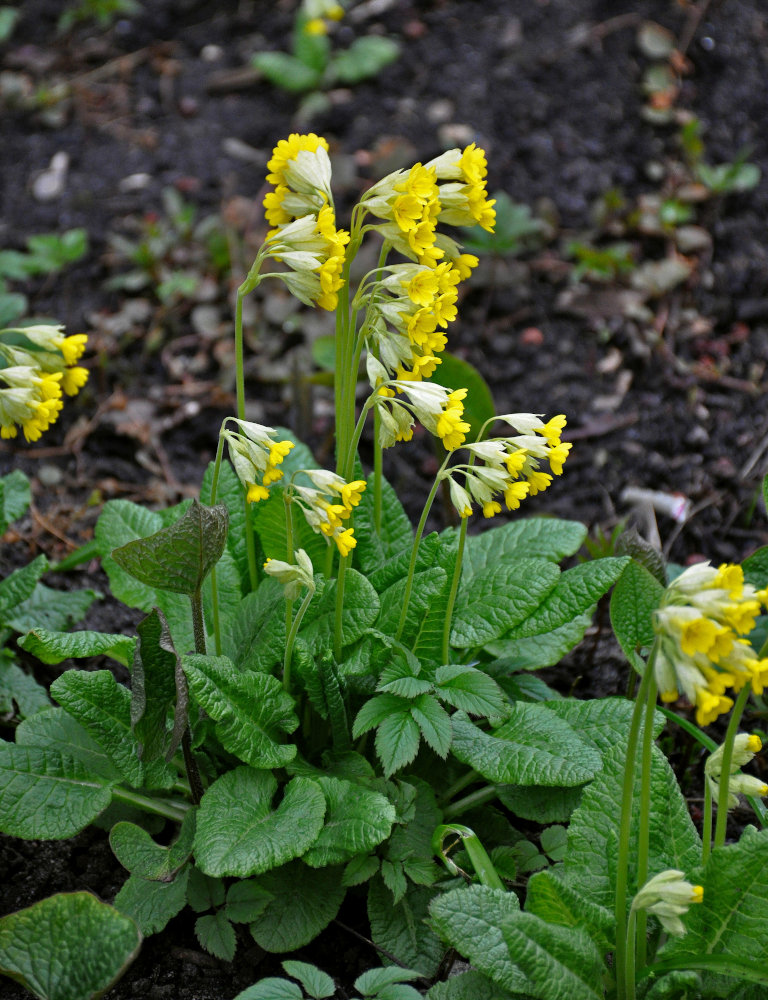 Image of Primula macrocalyx specimen.