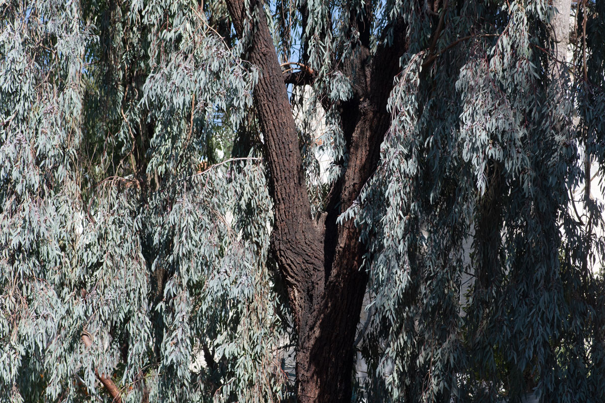 Изображение особи Eucalyptus sideroxylon.