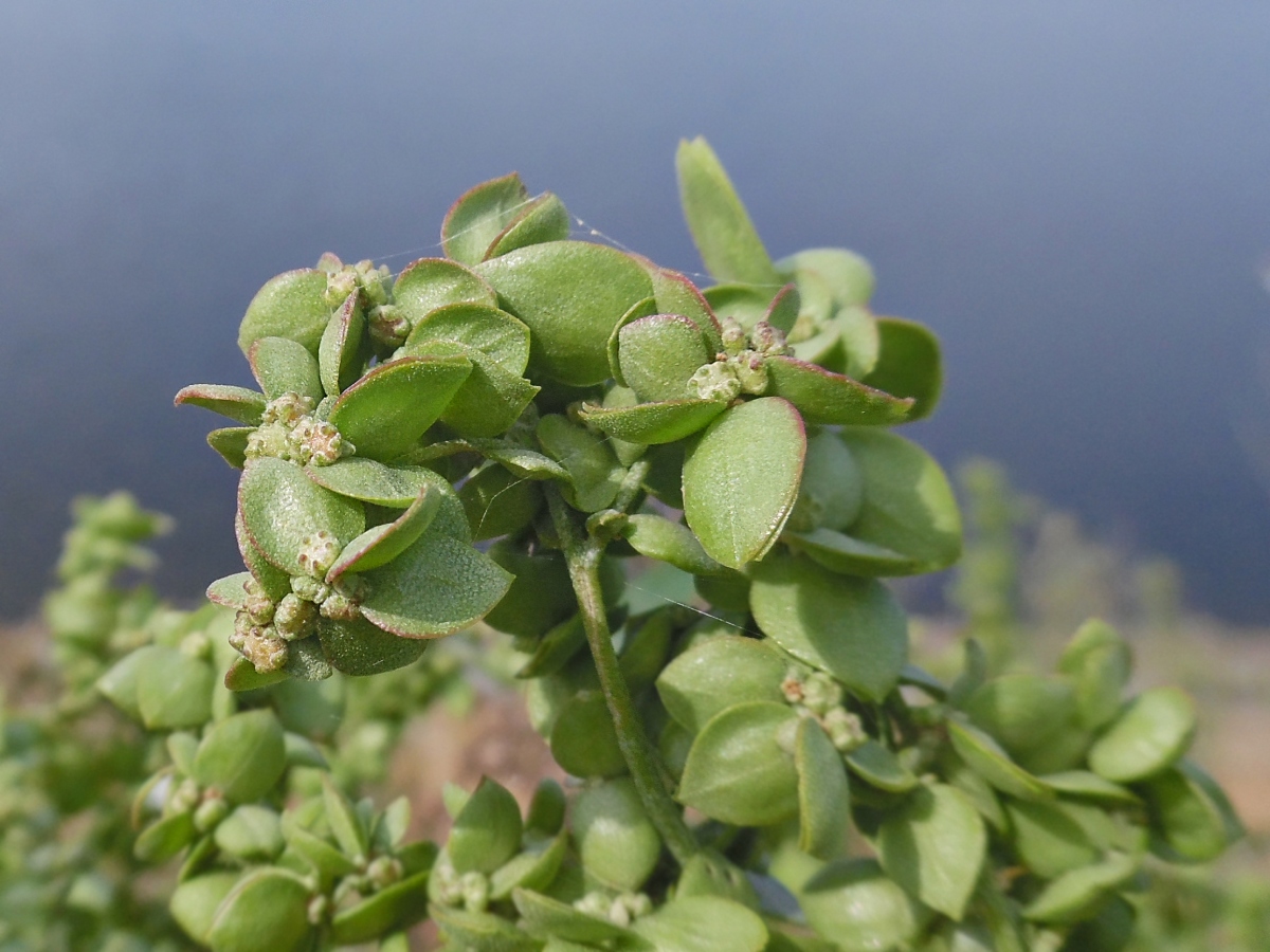 Изображение особи Atriplex sagittata.