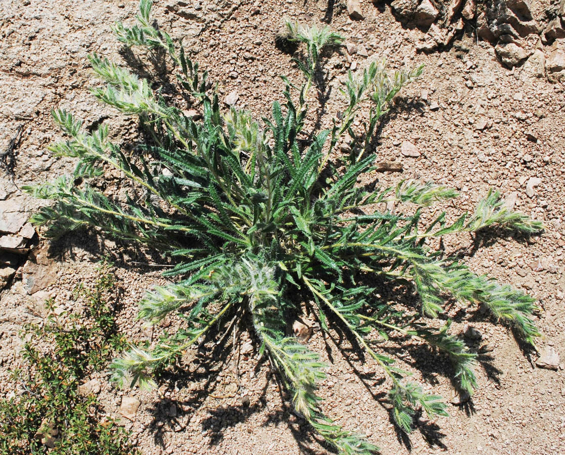 Image of Onosma irritans specimen.