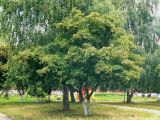 Acer ginnala