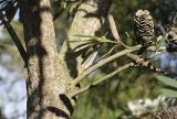 Banksia integrifolia