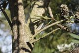 Banksia integrifolia. Часть ствола и ветви с соплодиями. Испания, автономное сообщество Каталония, провинция Жирона, комарка Баш-Эмпорда, муниципалитет Палафружель, ботанический сад \"Кап-Роч\". 08.12.2019.