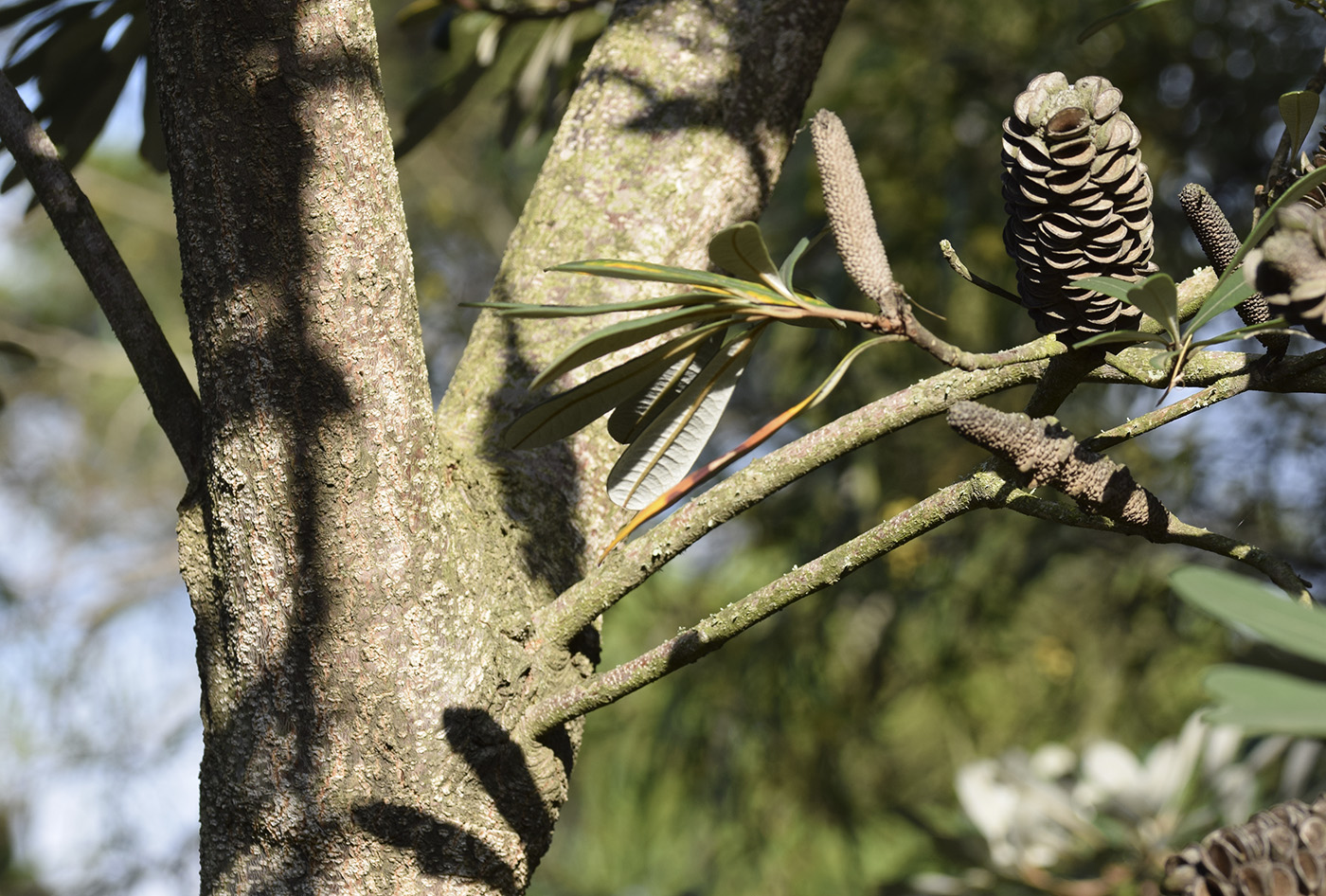 Image of Banksia integrifolia specimen.