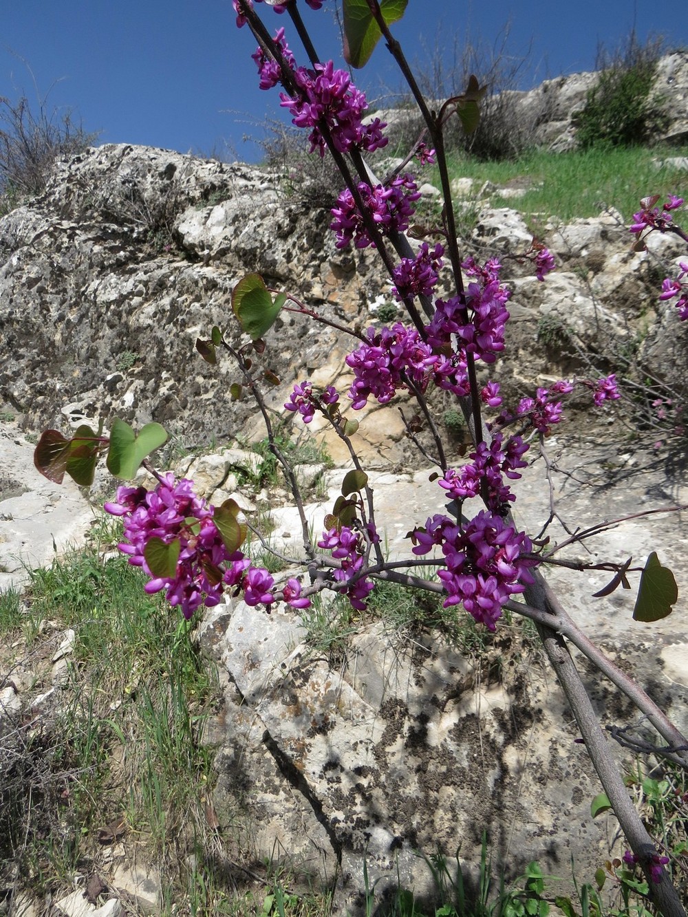 Image of Cercis griffithii specimen.