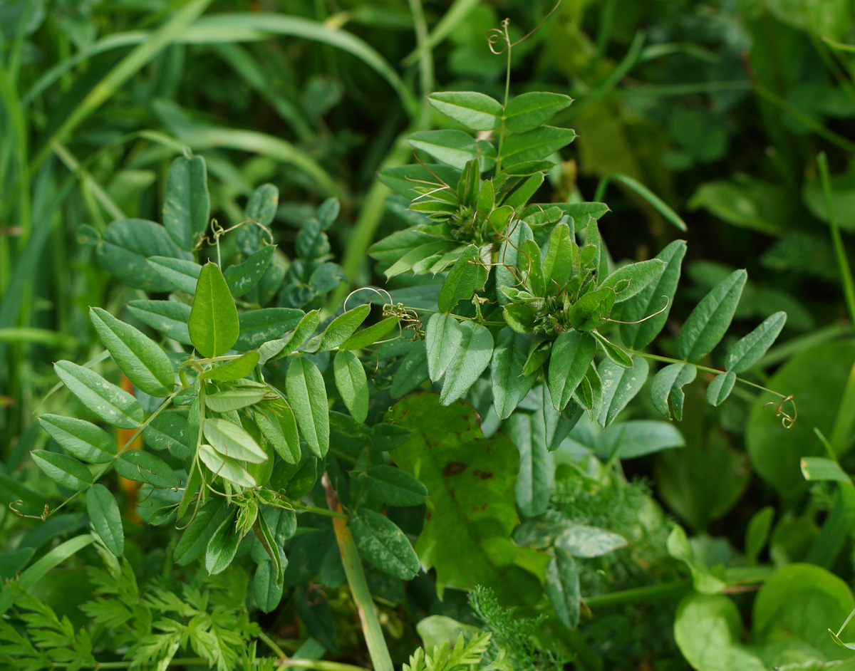 Image of Vicia sepium specimen.