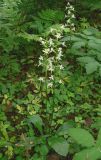 Platanthera chlorantha. Цветущие растения в разнотравно-кисличном ельнике. Новгородская обл., Окуловский р-н, окр. дер. Заручевье, бывшая усадьба \"Матвейково\". 26.06.2007.