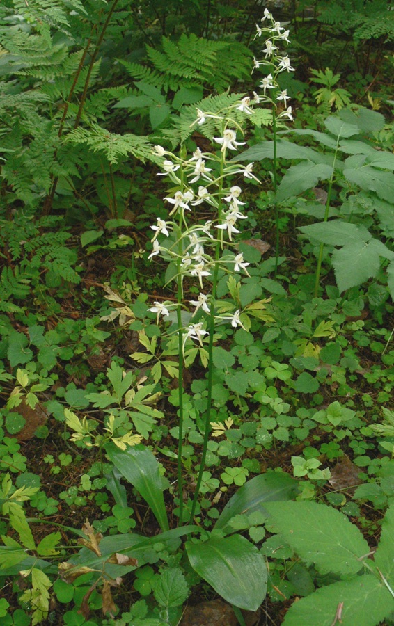 Image of Platanthera chlorantha specimen.
