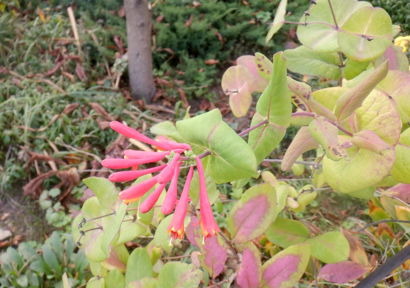 Image of Lonicera &times; brownii specimen.