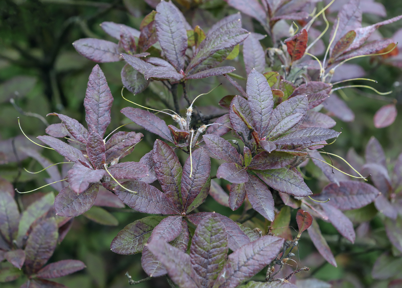 Image of Rhododendron molle ssp. japonicum specimen.