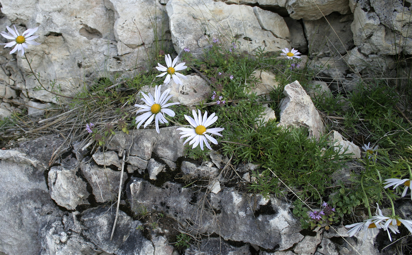 Image of Chrysanthemum zawadskii specimen.