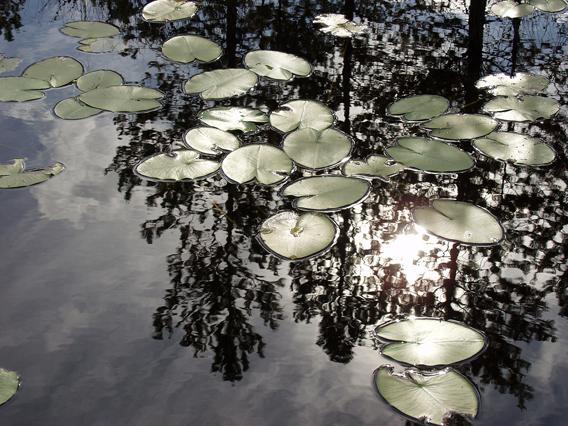 Image of Nuphar lutea specimen.