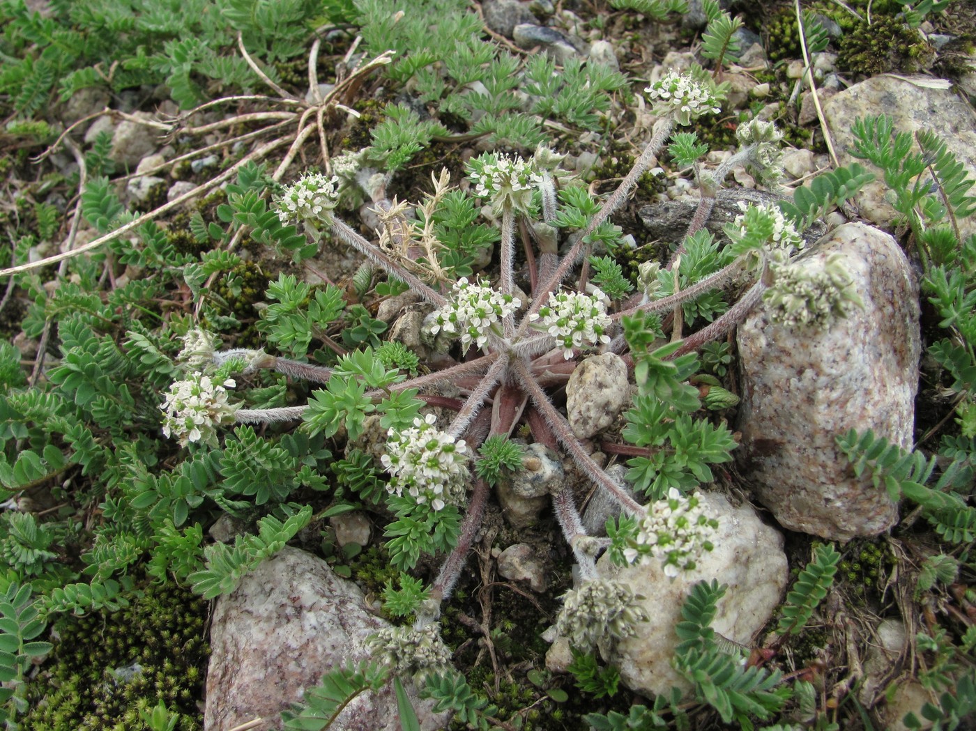 Изображение особи Chaerophyllum humile.