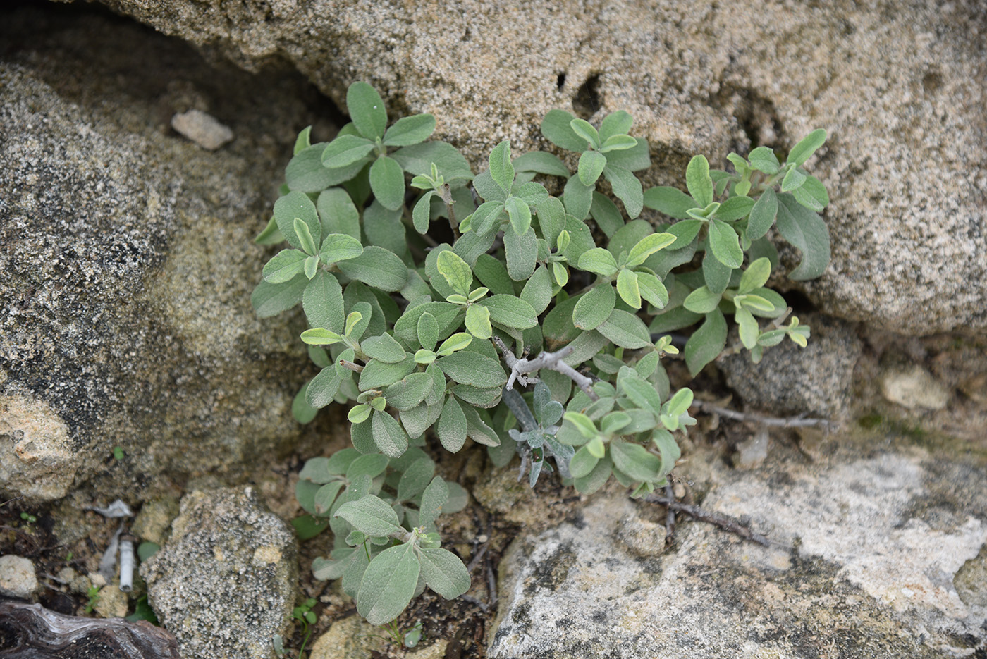 Изображение особи род Salvia.