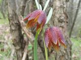 Fritillaria montana