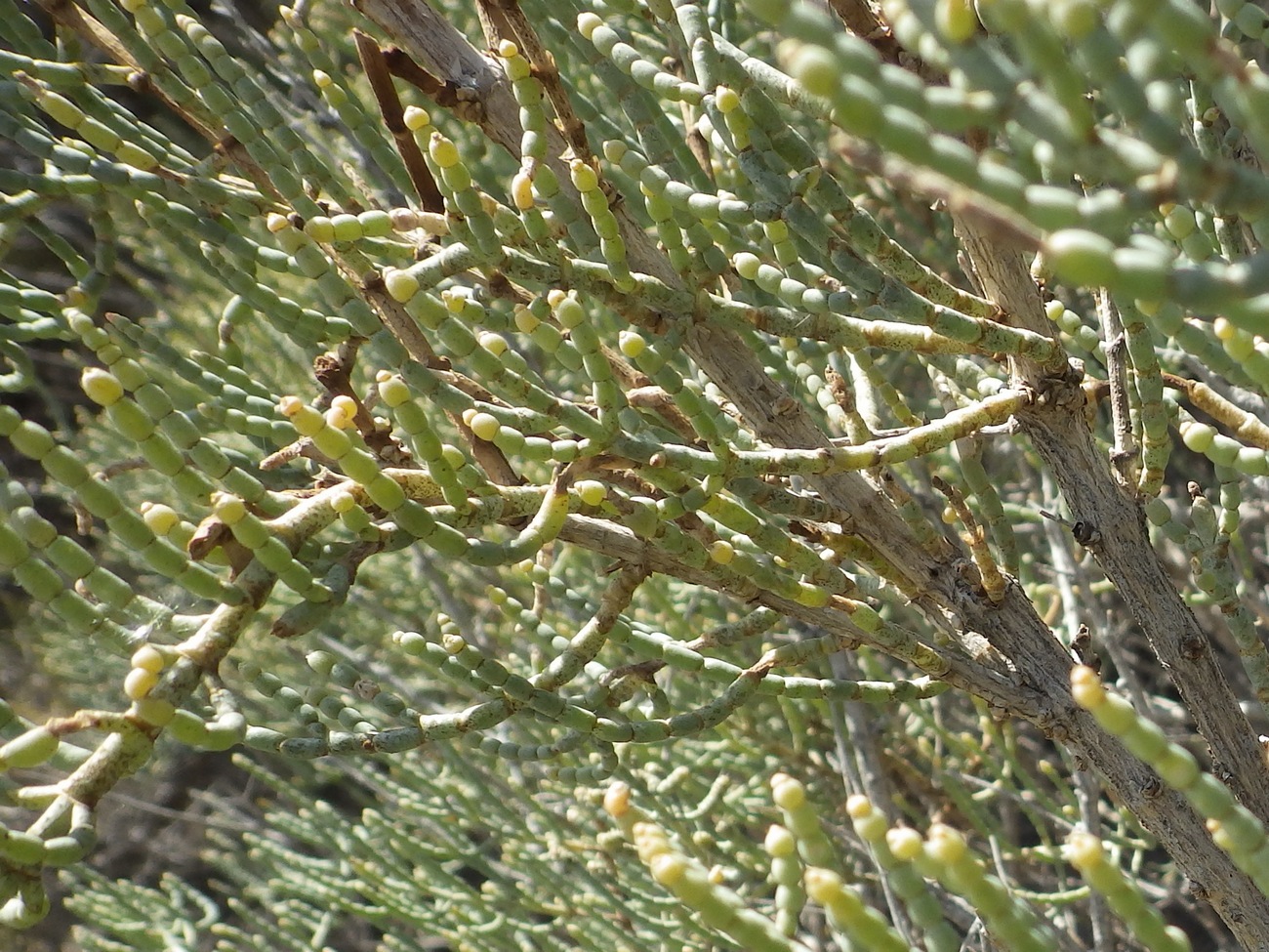 Image of Halostachys belangeriana specimen.