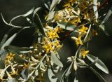 Elaeagnus angustifolia