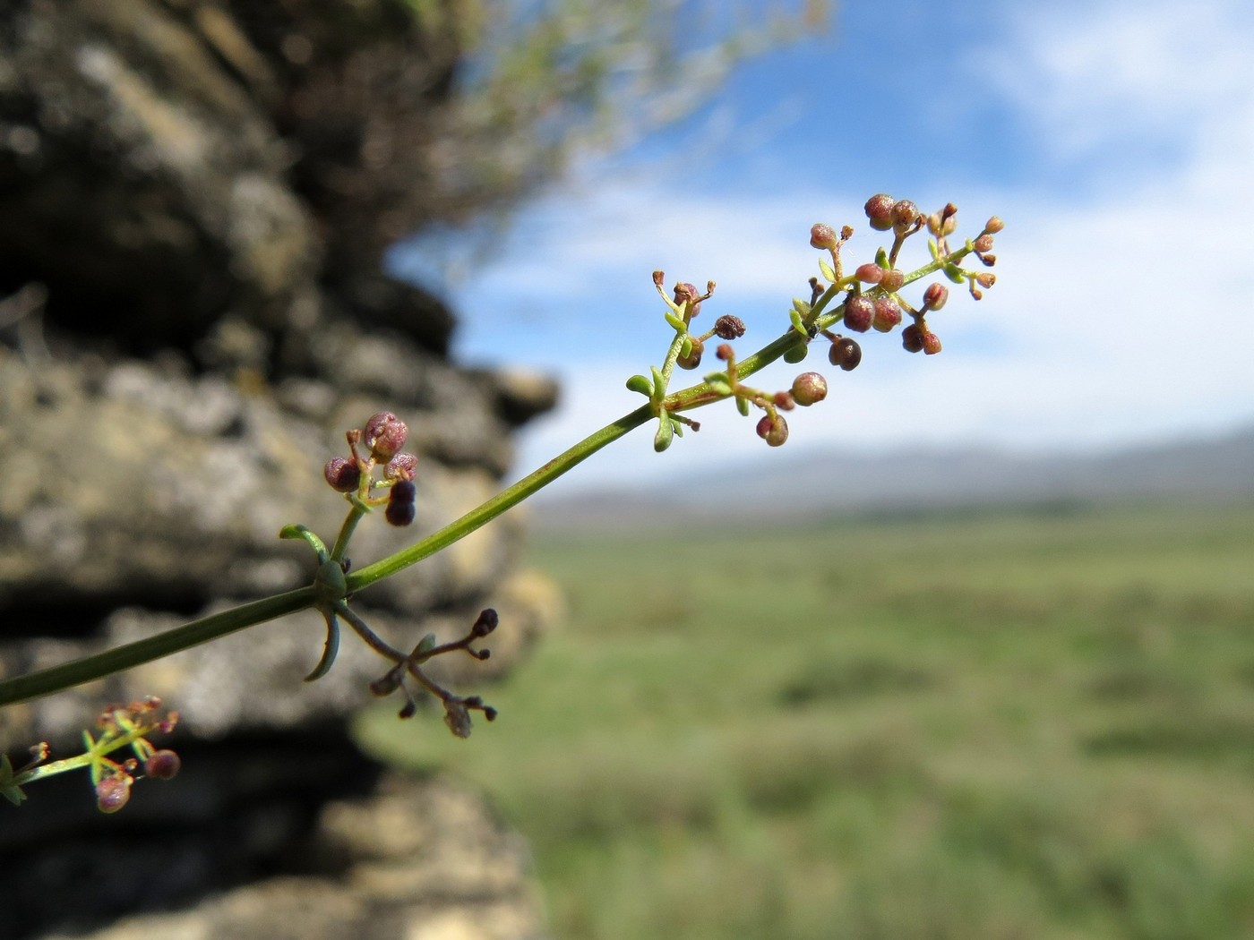 Изображение особи Galium pobedimovae.