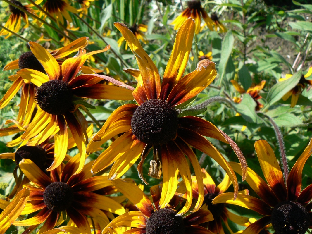 Image of Rudbeckia hirta specimen.