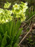 Primula pallasii