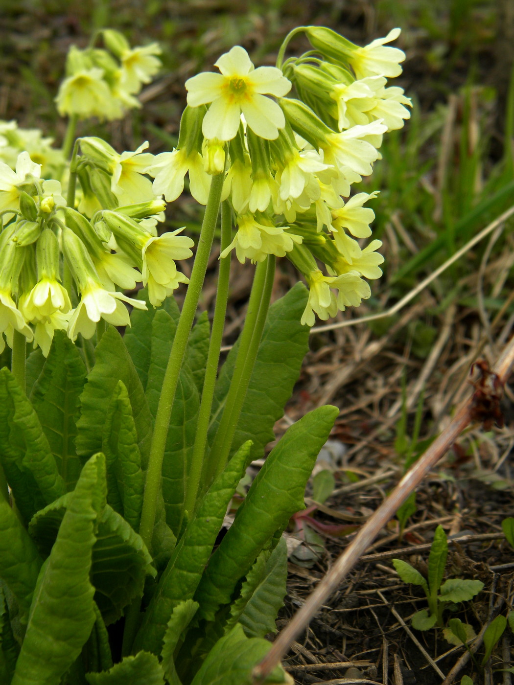 Изображение особи Primula pallasii.