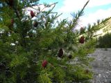 Larix sibirica