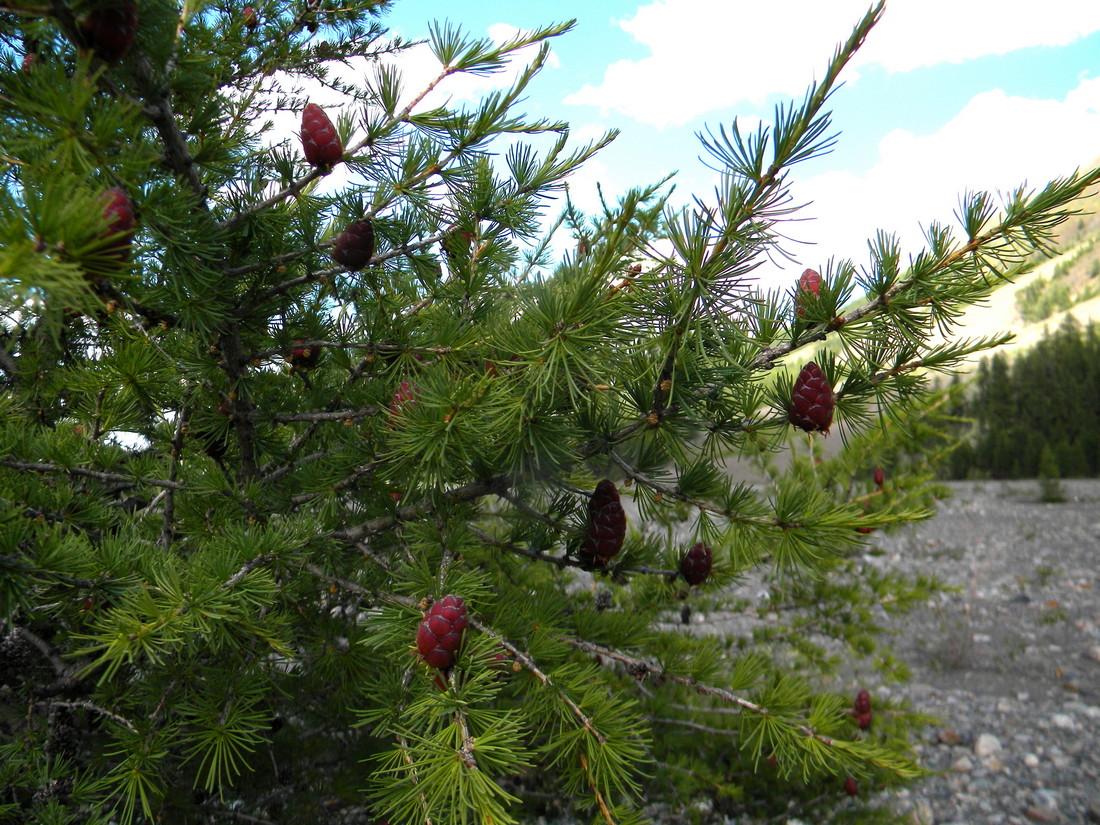 Изображение особи Larix sibirica.