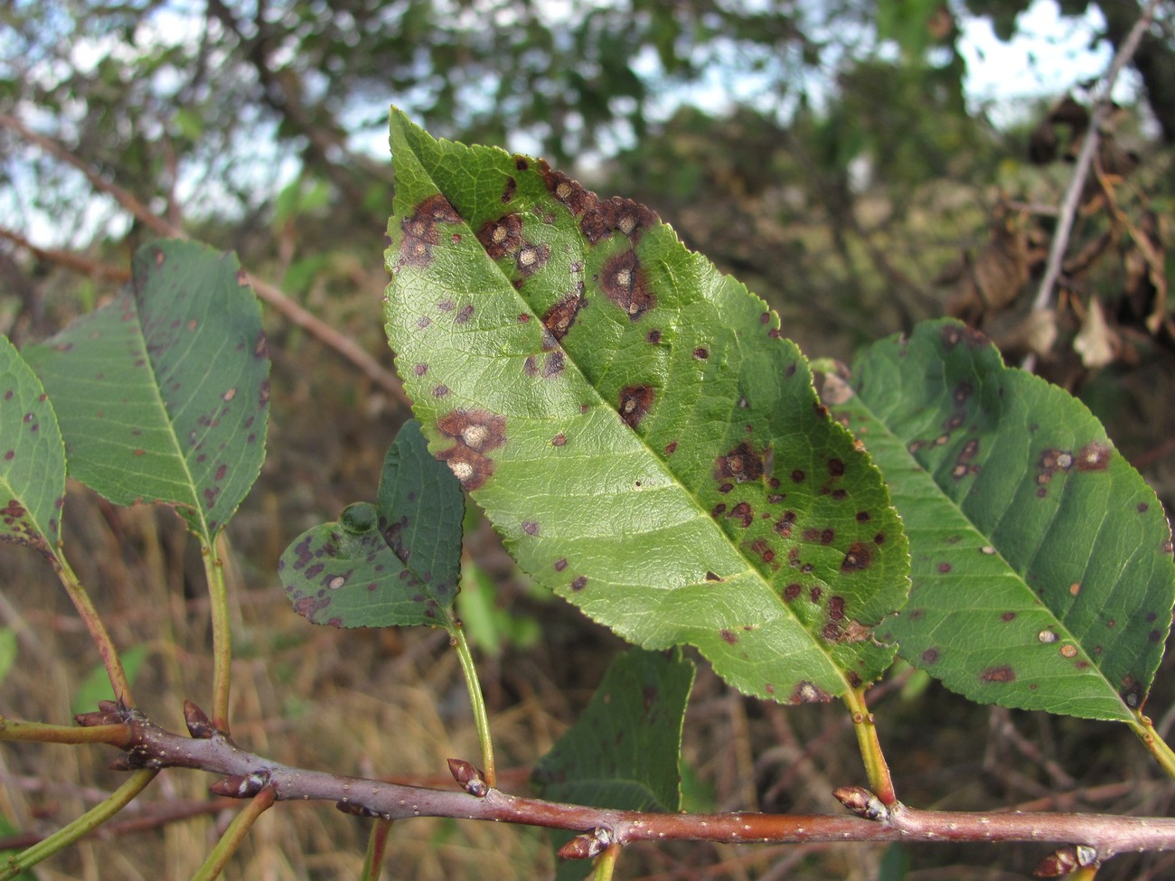 Image of Cerasus vulgaris specimen.