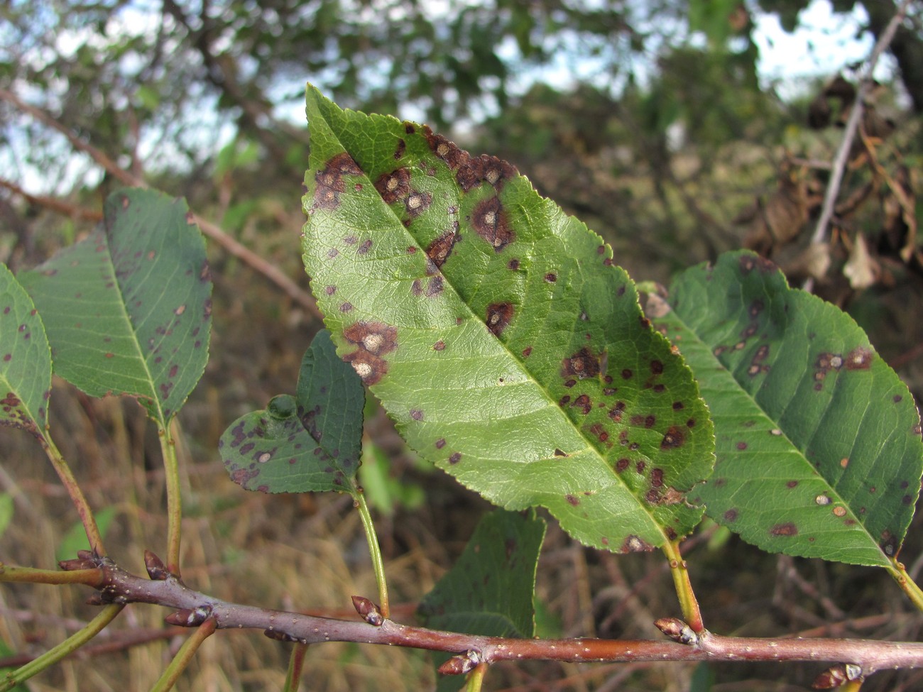 Изображение особи Cerasus vulgaris.