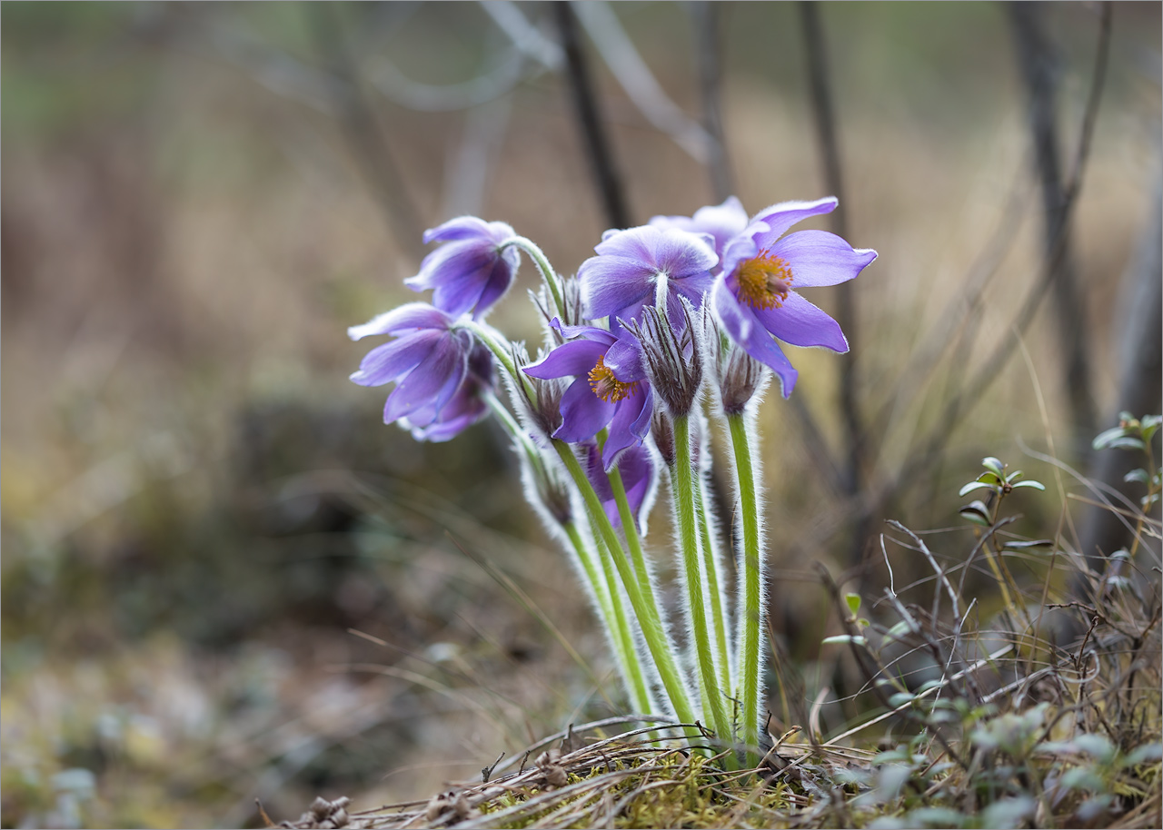 Изображение особи Pulsatilla patens.