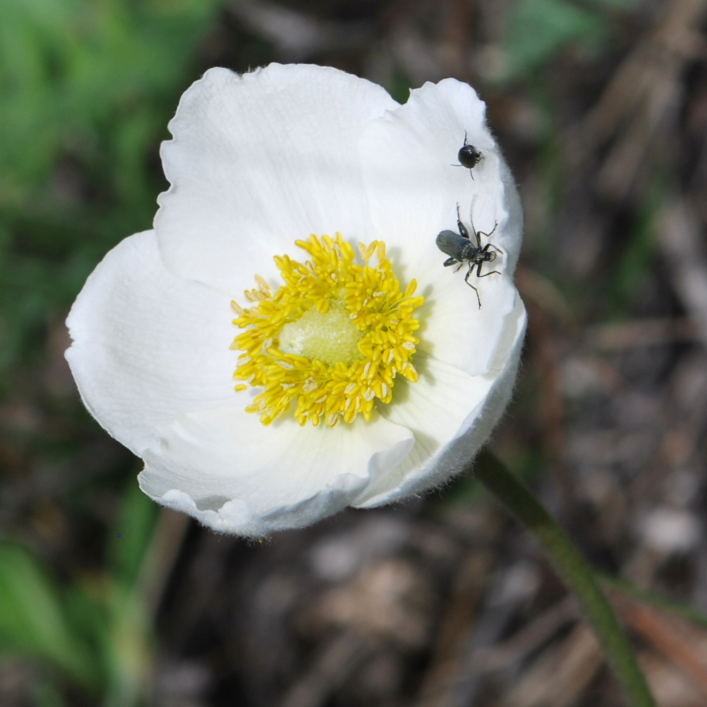 Изображение особи Anemone sylvestris.