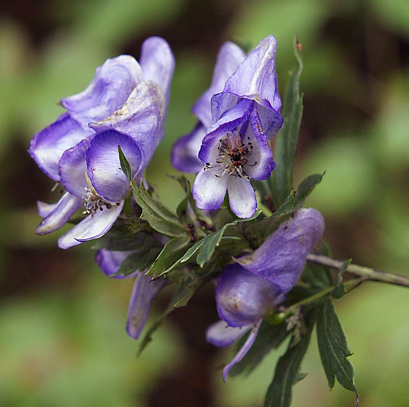 Изображение особи Aconitum taigicola.