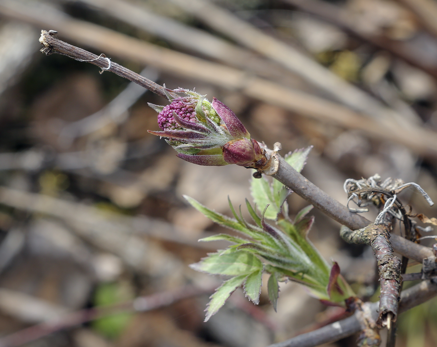 Изображение особи Sambucus sibirica.