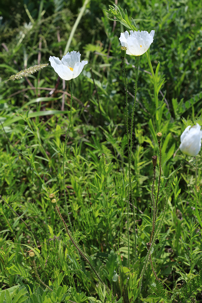 Изображение особи Papaver amurense.