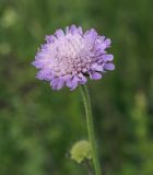 Image of taxon representative. Author is Игорь Павлов