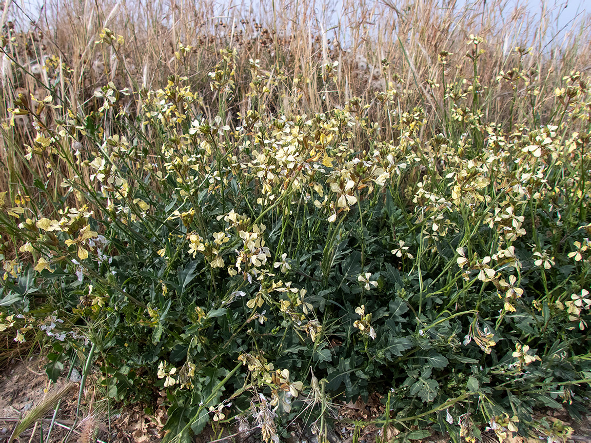 Изображение особи Eruca sativa.