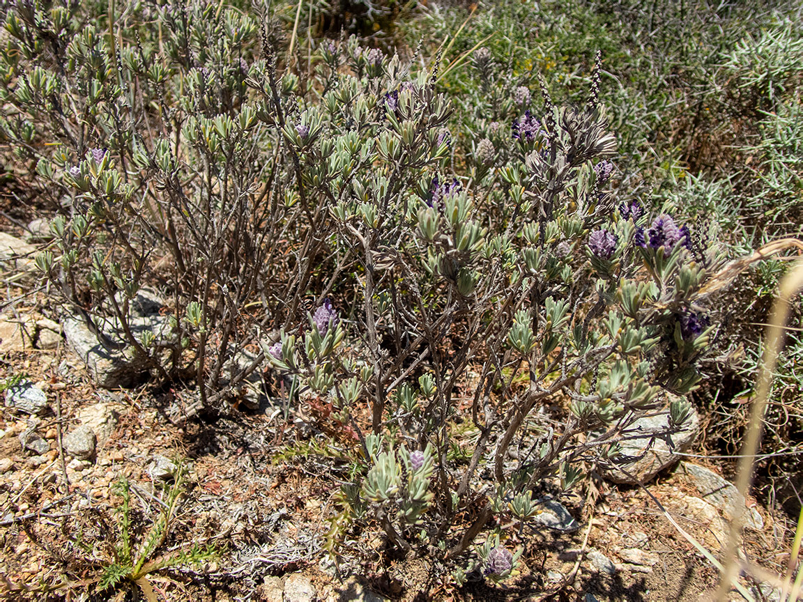 Изображение особи Lavandula stoechas.