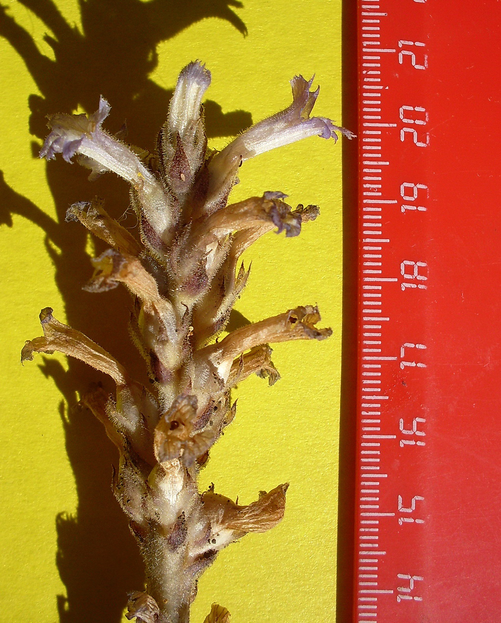 Image of Phelipanche brassicae specimen.