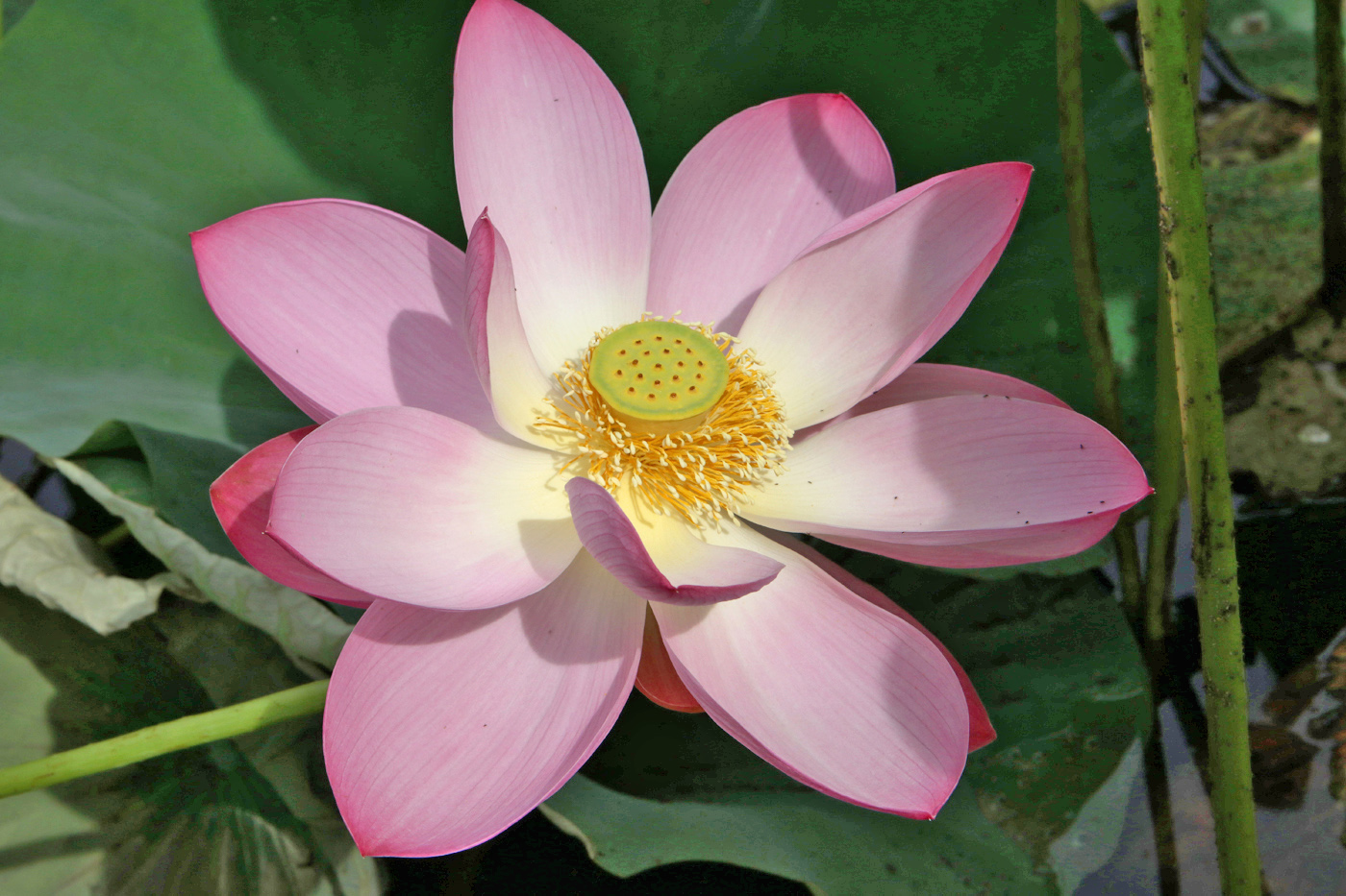 Image of Nelumbo komarovii specimen.