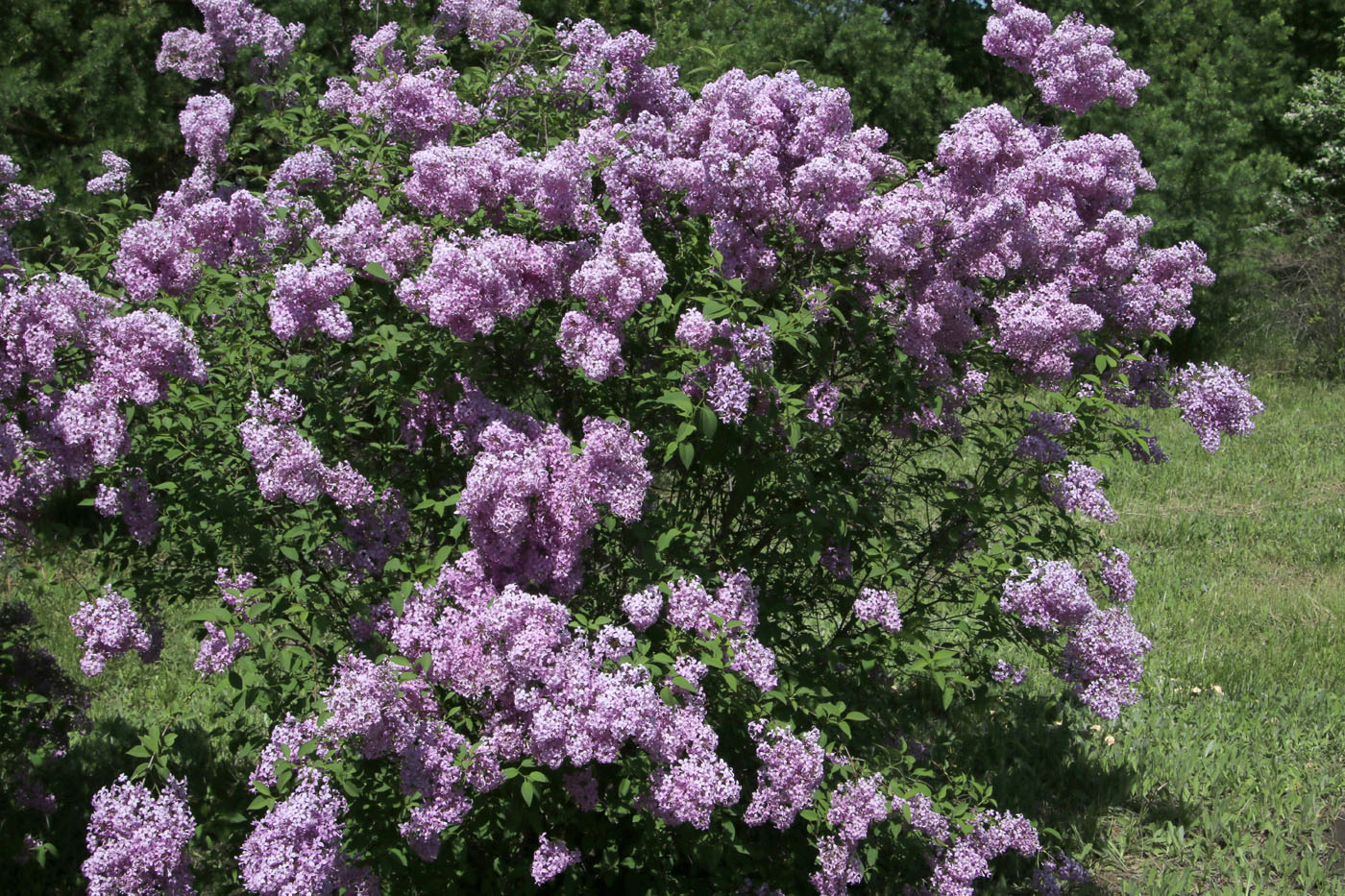 Image of Syringa × chinensis specimen.
