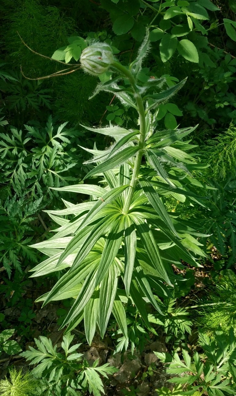 Изображение особи Lilium pilosiusculum.