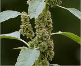 Amaranthus retroflexus