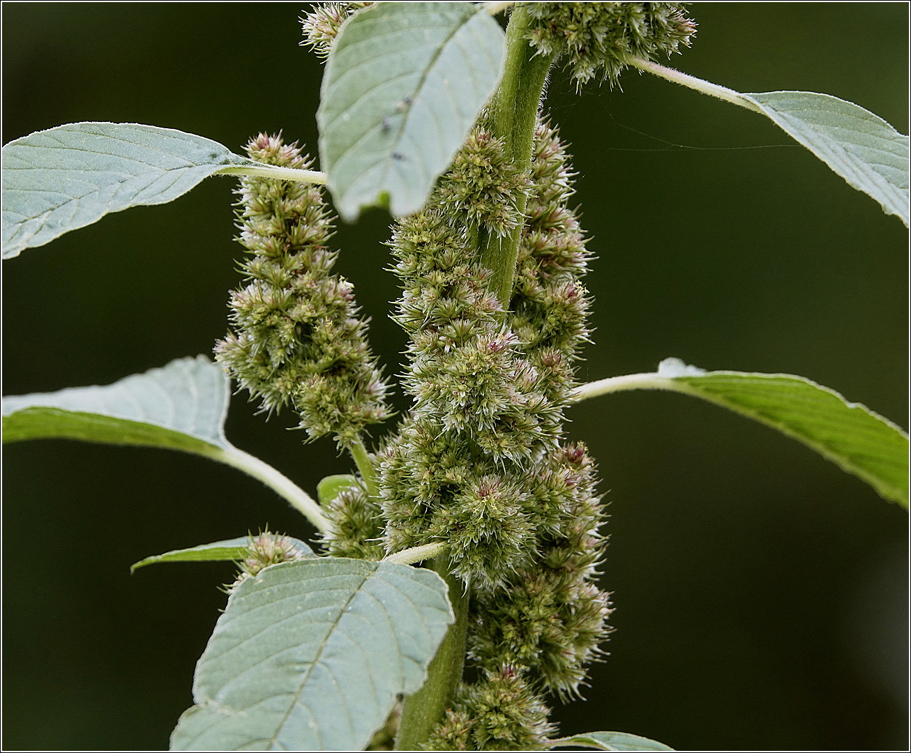 Image of Amaranthus retroflexus specimen.