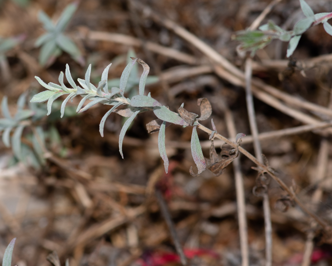 Image of Epilobium canum specimen.