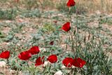genus Papaver. Верхушки цветущих и плодоносящих растений. Израиль, лес Бен-Шемен. 26.04.2019.