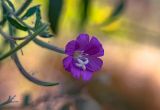 Epilobium hirsutum